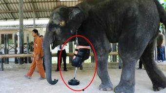 屋顶大象手机在线观看,揭秘神秘生物的奇幻之旅